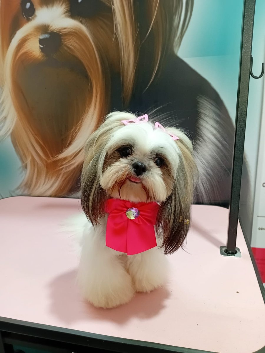 Petshop Brilho Canino - Pet Shop em Macaé