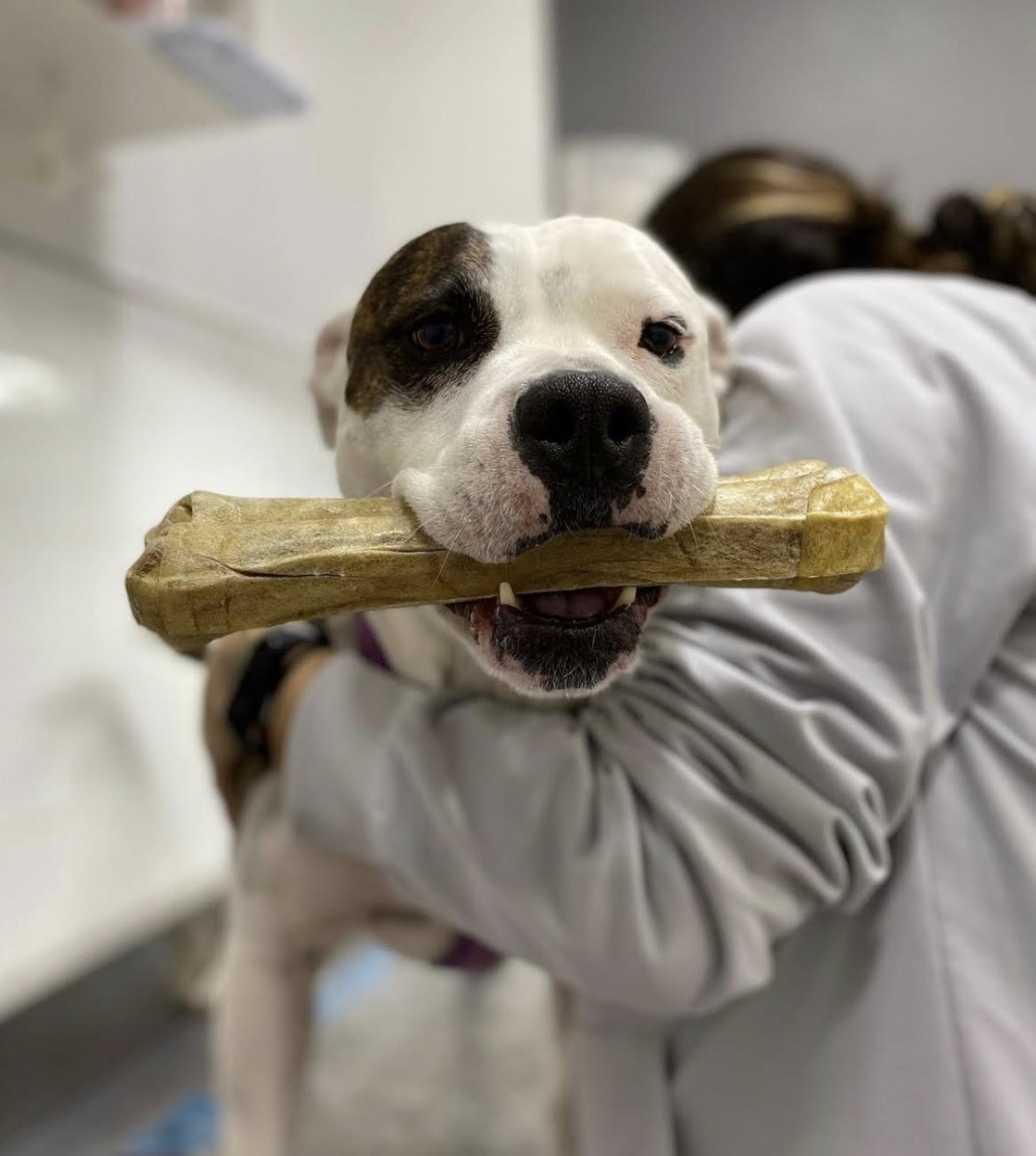 Centre Veterinari El Castell - Pet Shop em Casteldefels