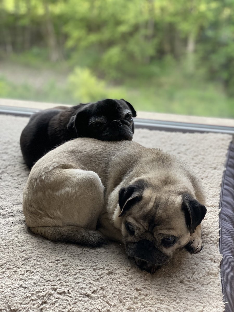 Clínica Veterinària Gramenet