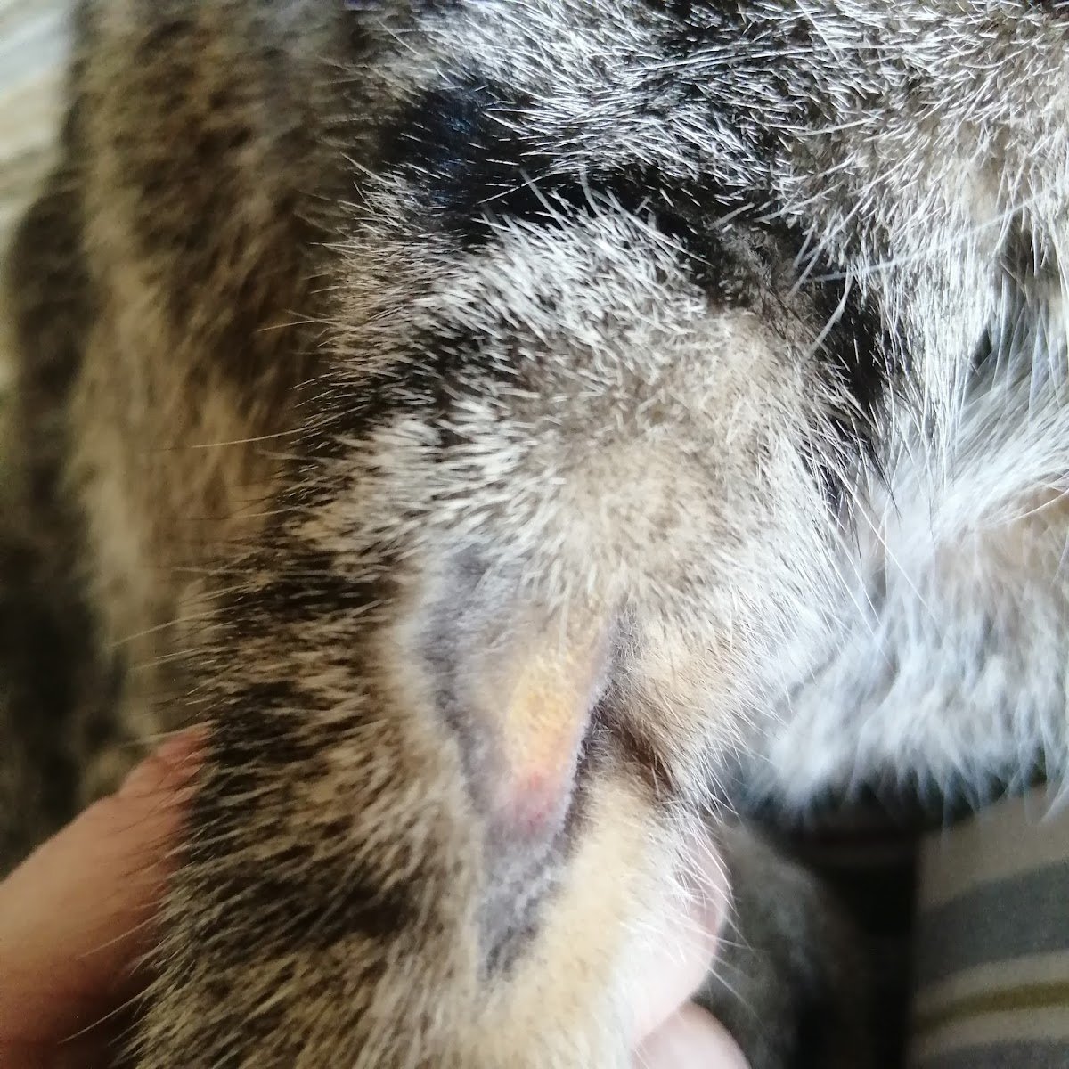 Roquetas Veterinaria