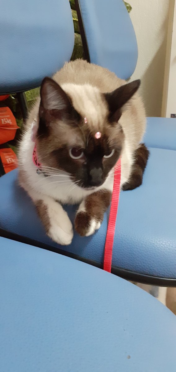 Pet Shop Amigãozão