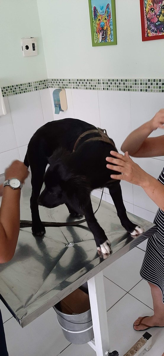 Faro Fino Veterinary