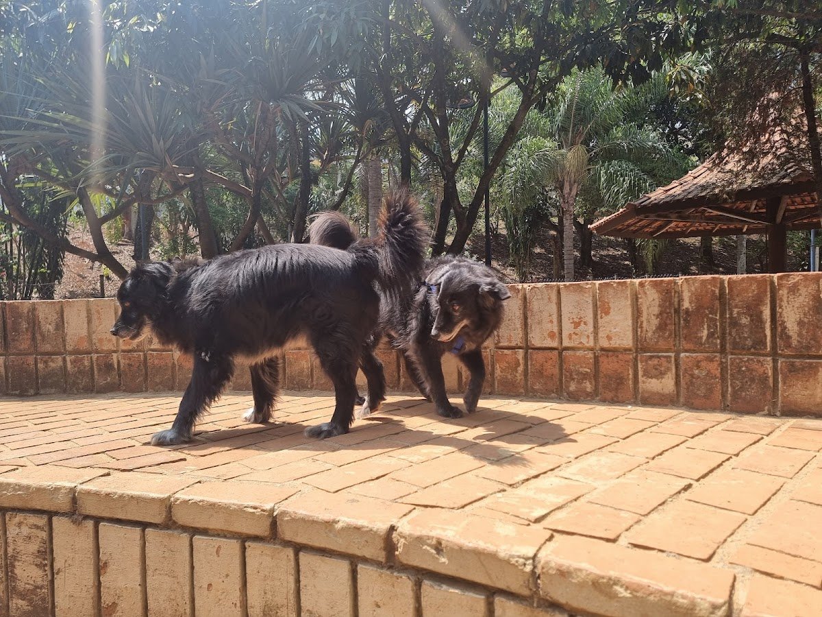 pet park hotel - Pet Shop em São Caetano do Sul