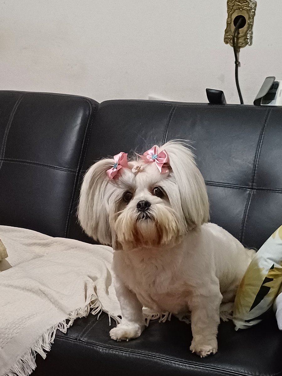 Royal Pet Care Brasil Banho e Tosa Estética Animal