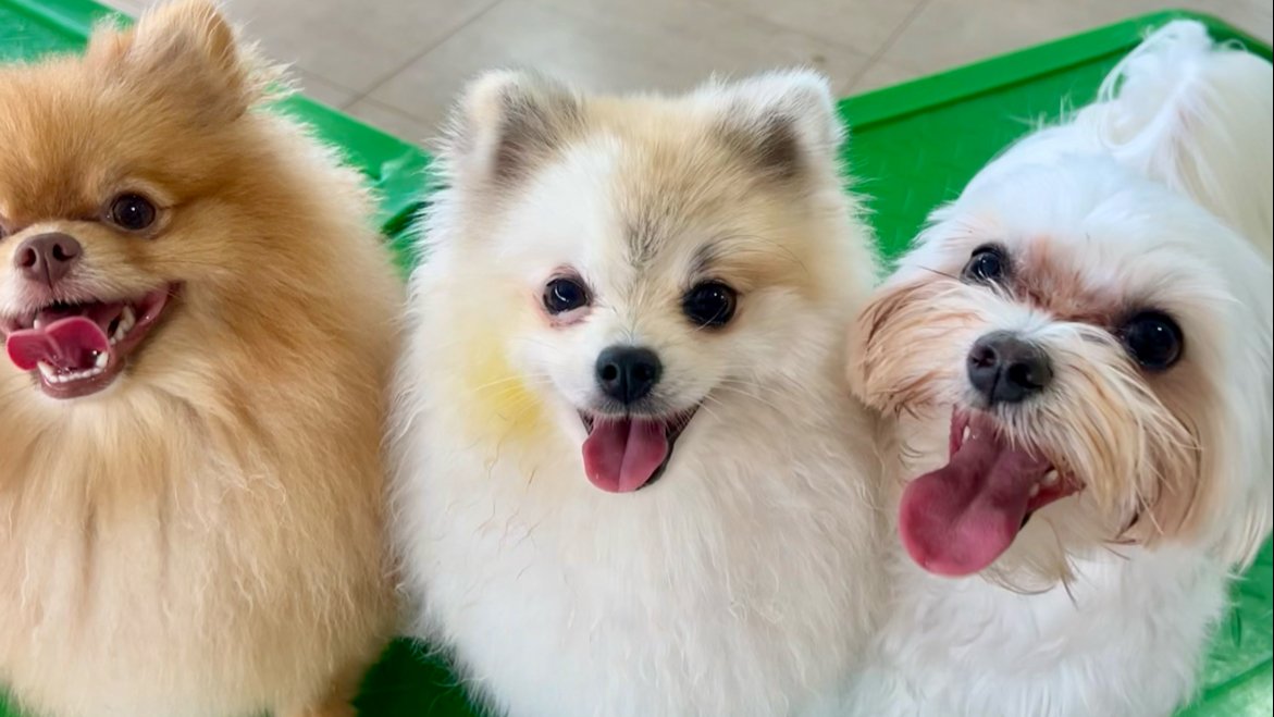 Chique Dog Clínica Veterinária e Pet Shop