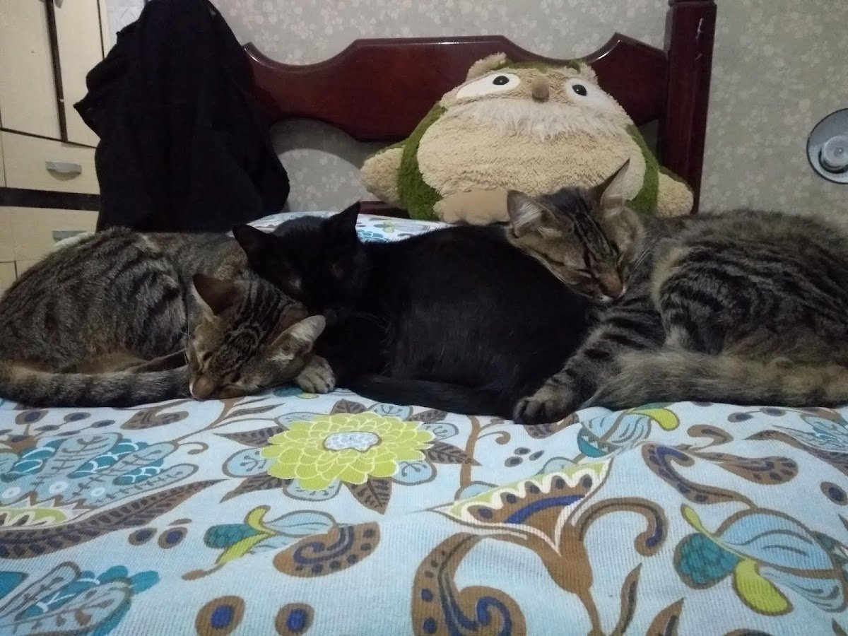 Casa do Pet - Pet Shop em Araruama