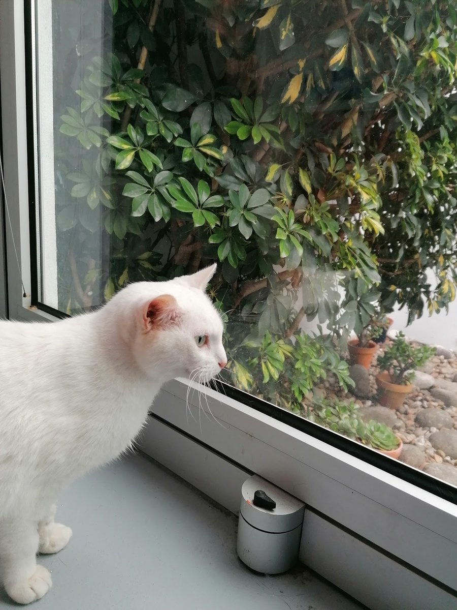 Clínica Veterinária De Francelos, Lda.