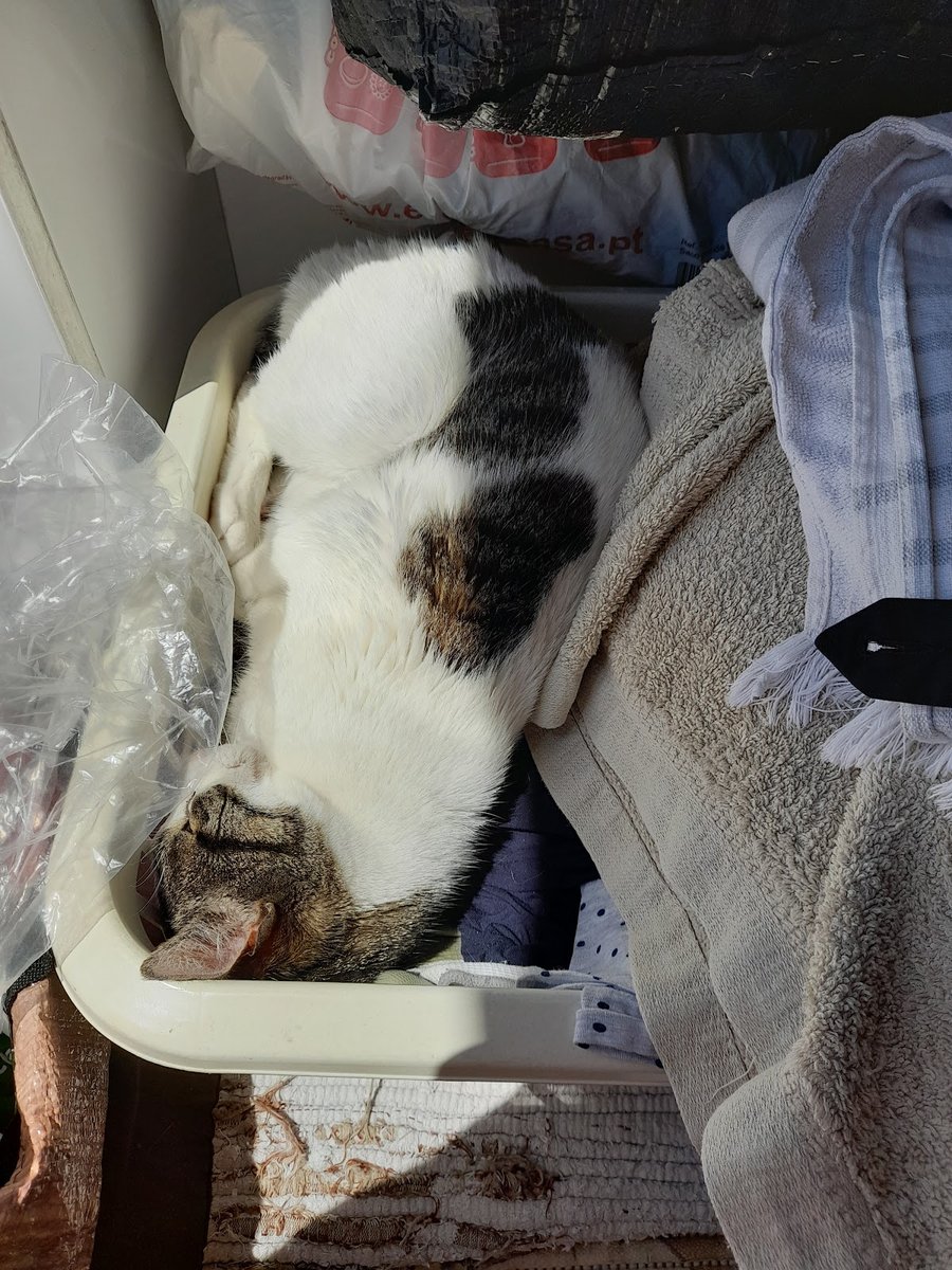 Clínica Veterinária d’Arrábida