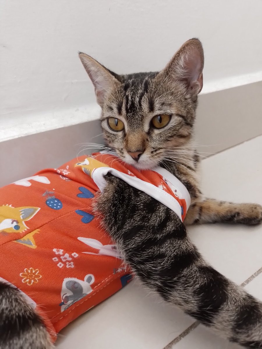 Amigos com Patas Petshop - Pet Shop em Teresina