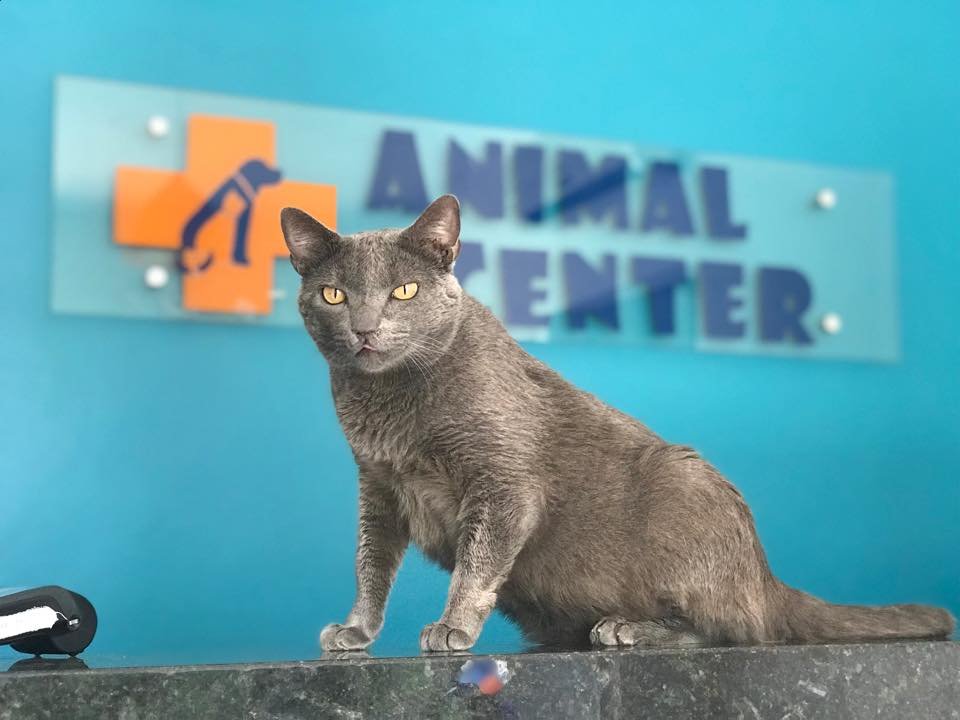 Veterinária Animal Center - Pet Shop em Araruama