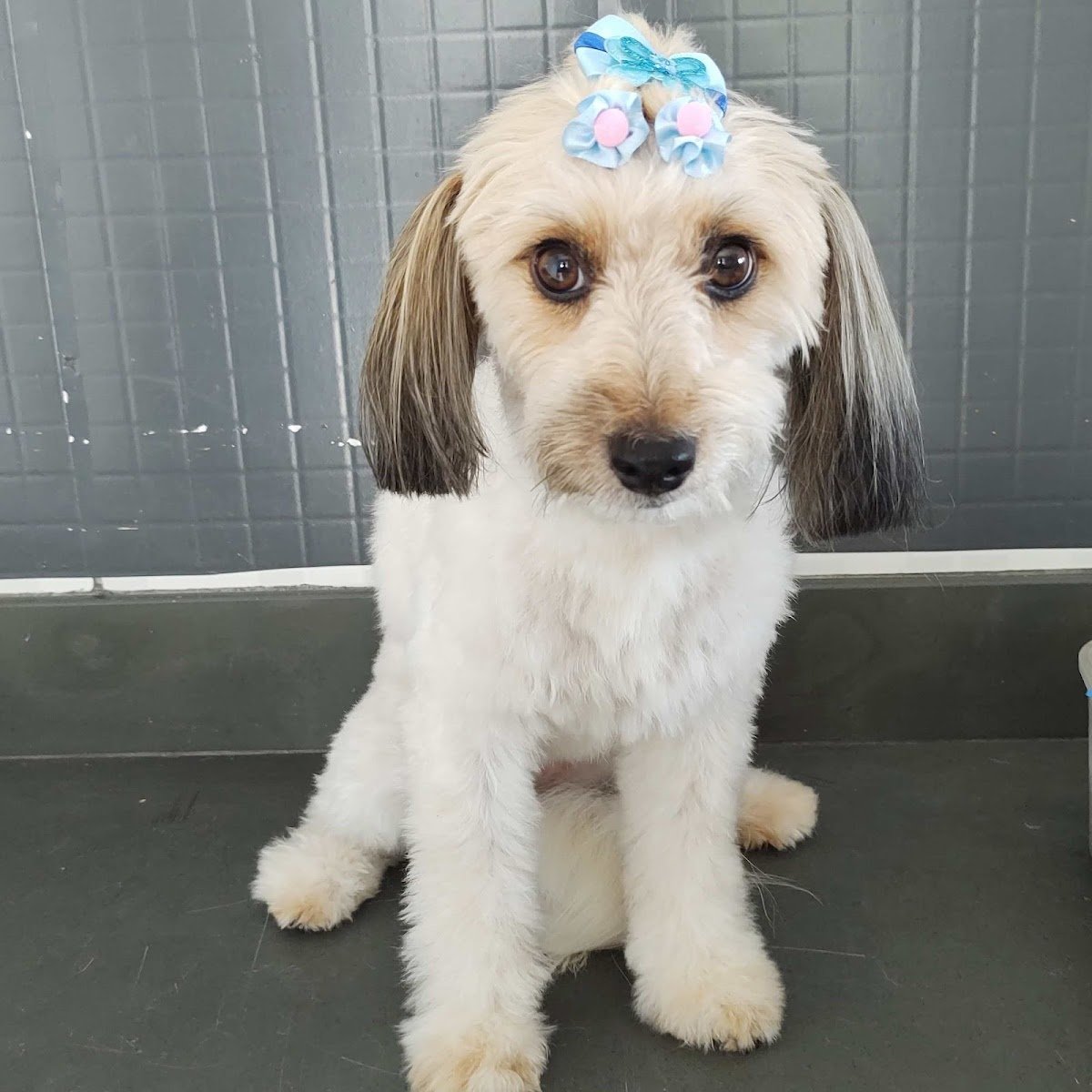 Renatinho Banho & Tosa