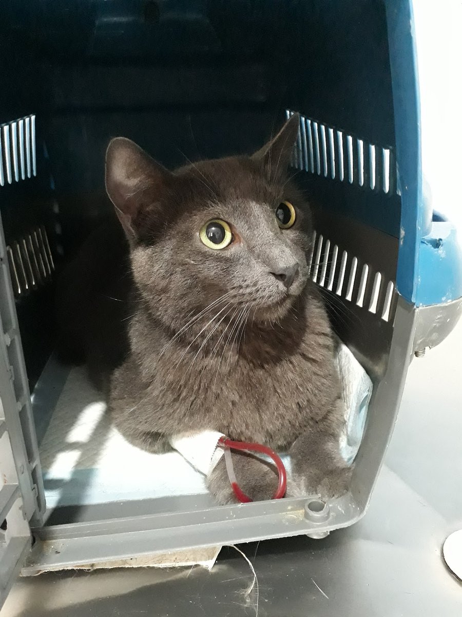 Centro de Cuidado Animal Dr Alisson Toledo 