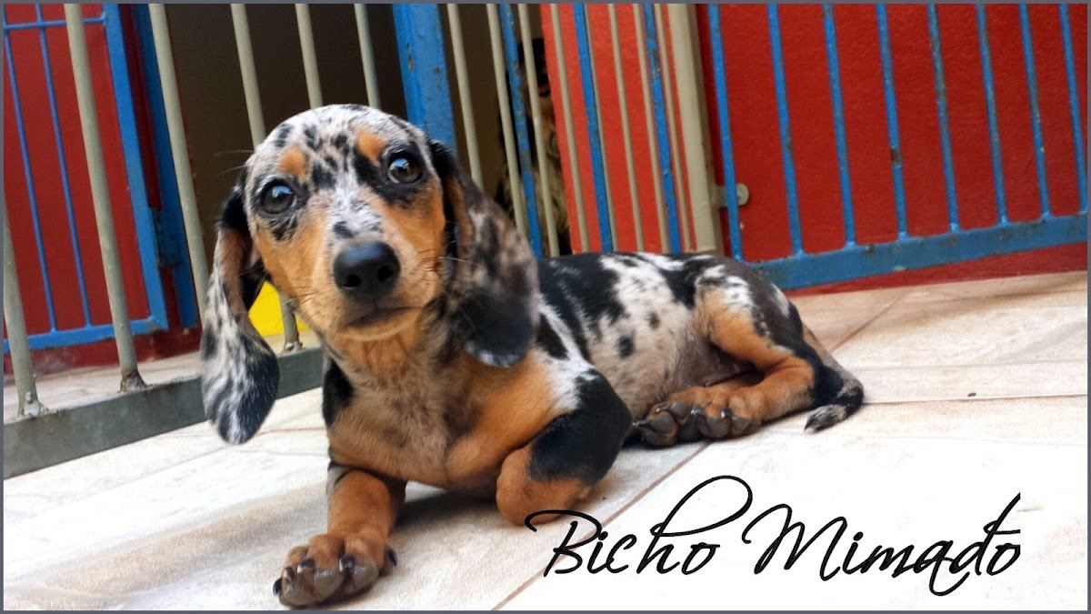 Petz Petshop Hotelzinho e Veterinário 