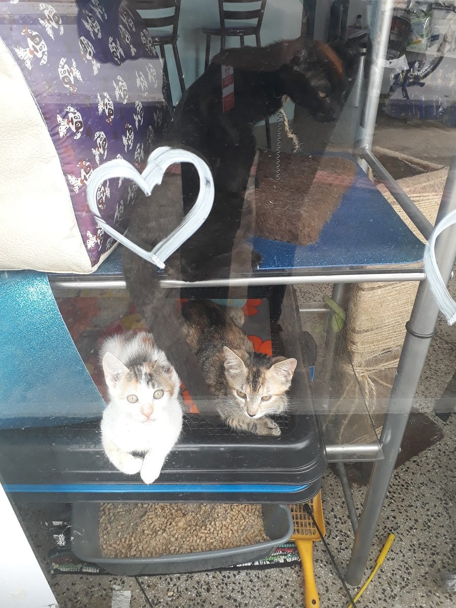 Pet Shop Amigo Bicho