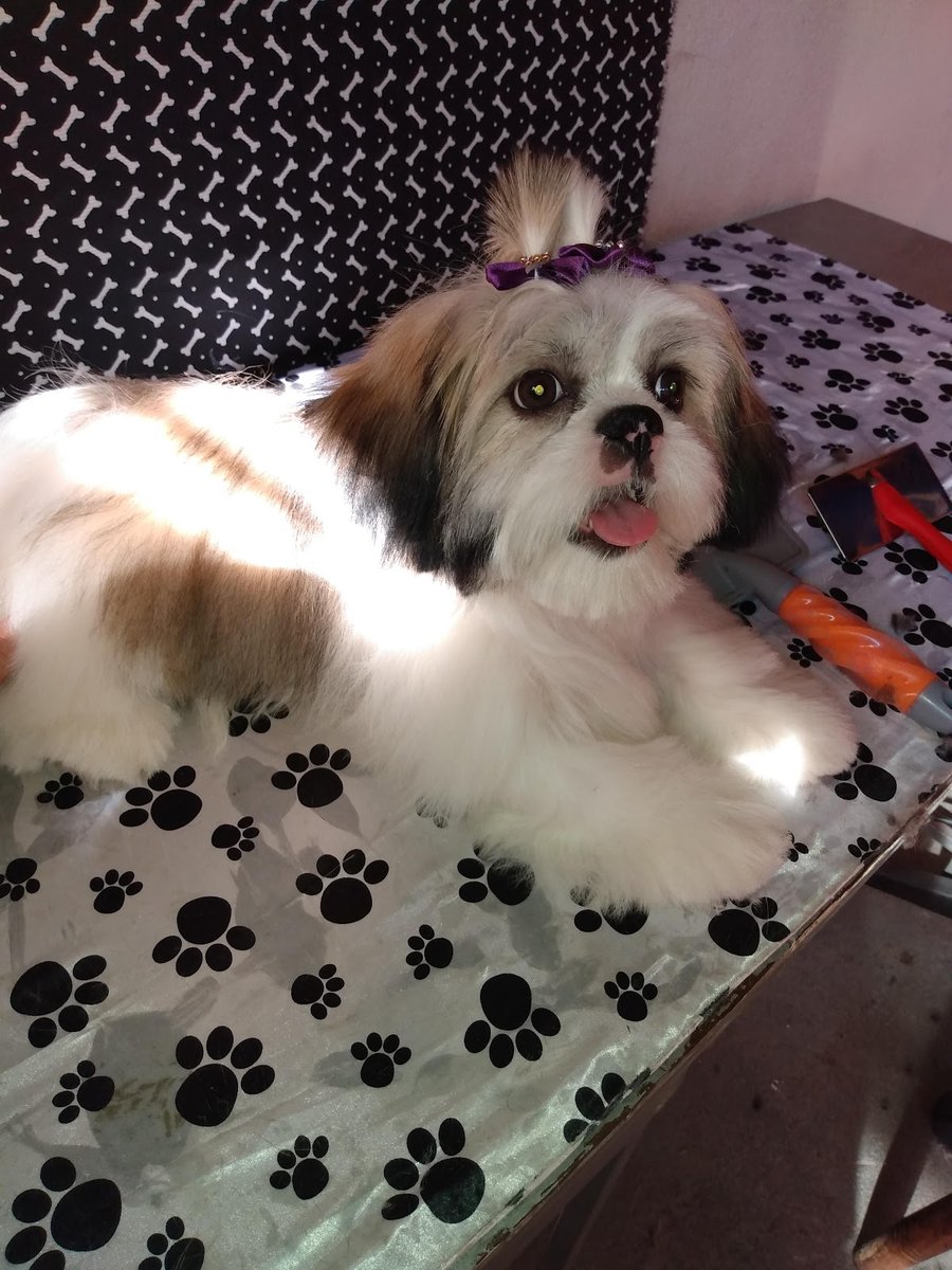 Meu Melhor Amigo Cachorro - Pet Taxi / Taxi Dog