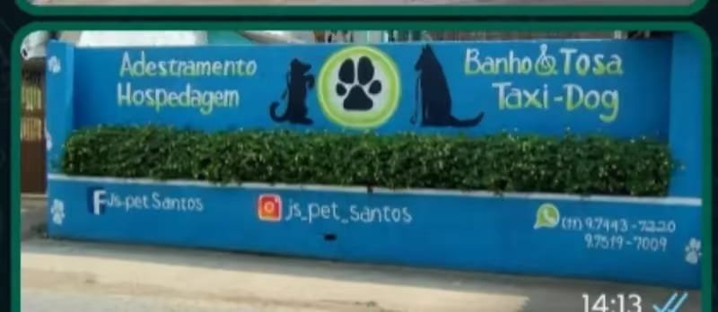 Adestramento de cães 