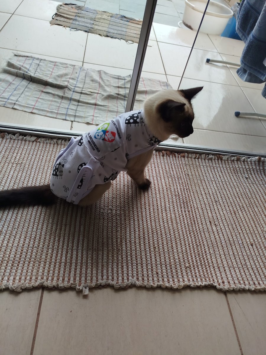 CLINICA VETERINÁRIA PROJETO ANIMAL