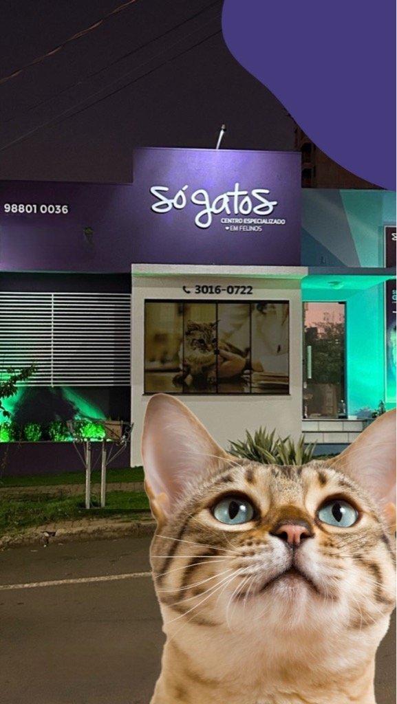 Só Gatos  - Cascavel