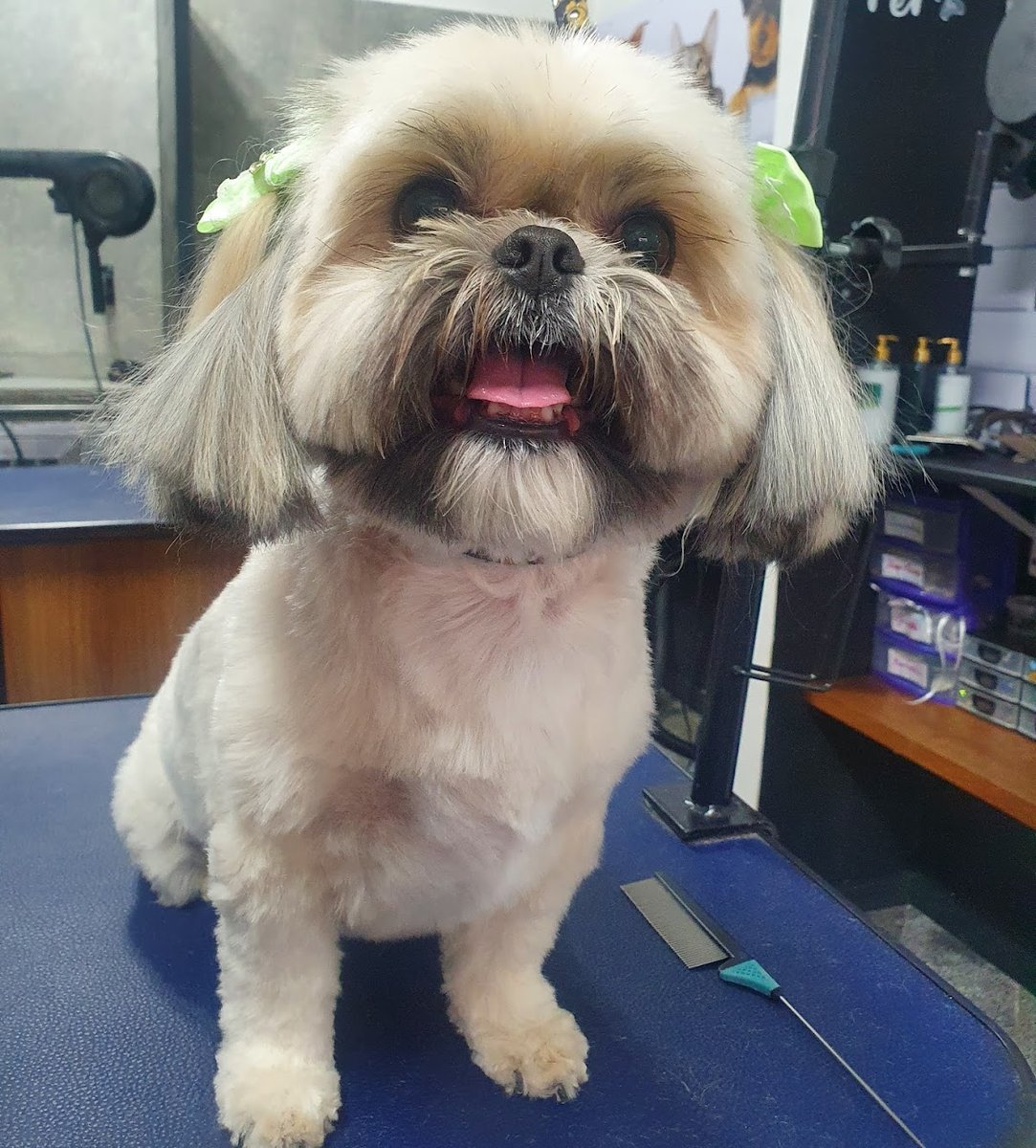 HEY BICHO - CLÍNICA VETERINÁRIA/BANHO E TOSA