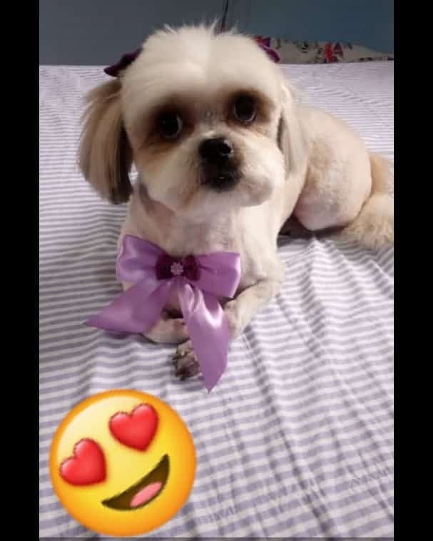 Lilly Pet - Pet Shop em Suzano