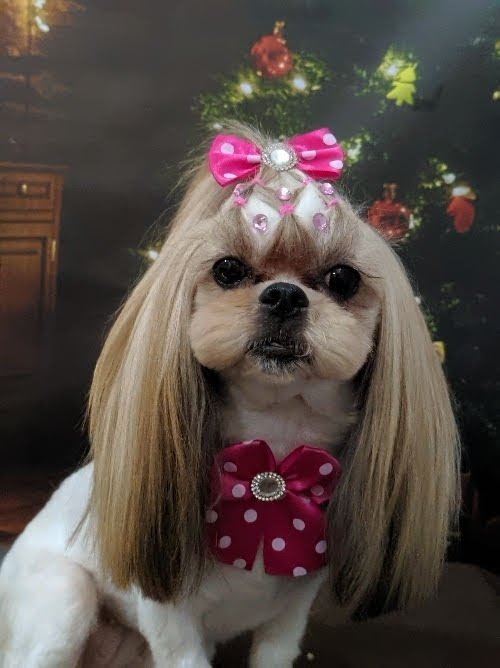 Vanessa Bertoti Estética Animal