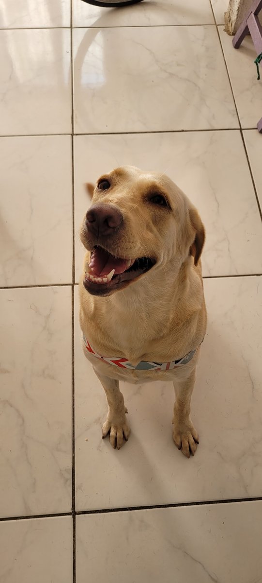 Veterinária em Domicílio