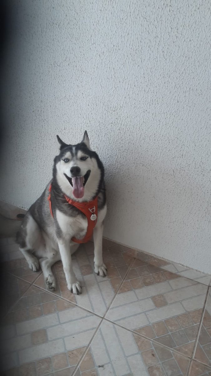 DogWalker Leo-adestramento de  cães 