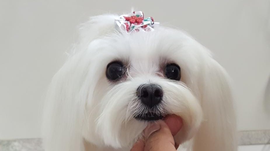 Cachambi pets - Veterinaria, banho e tosa