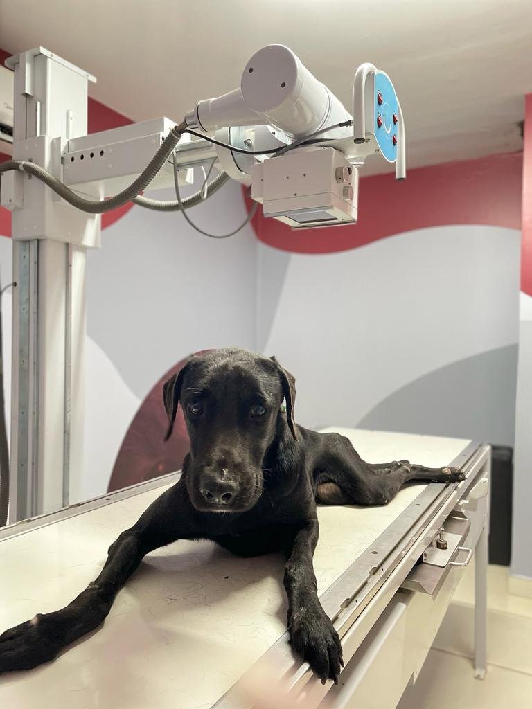 Laboratório São Camilo Veterinária - Pet Shop em Maringá