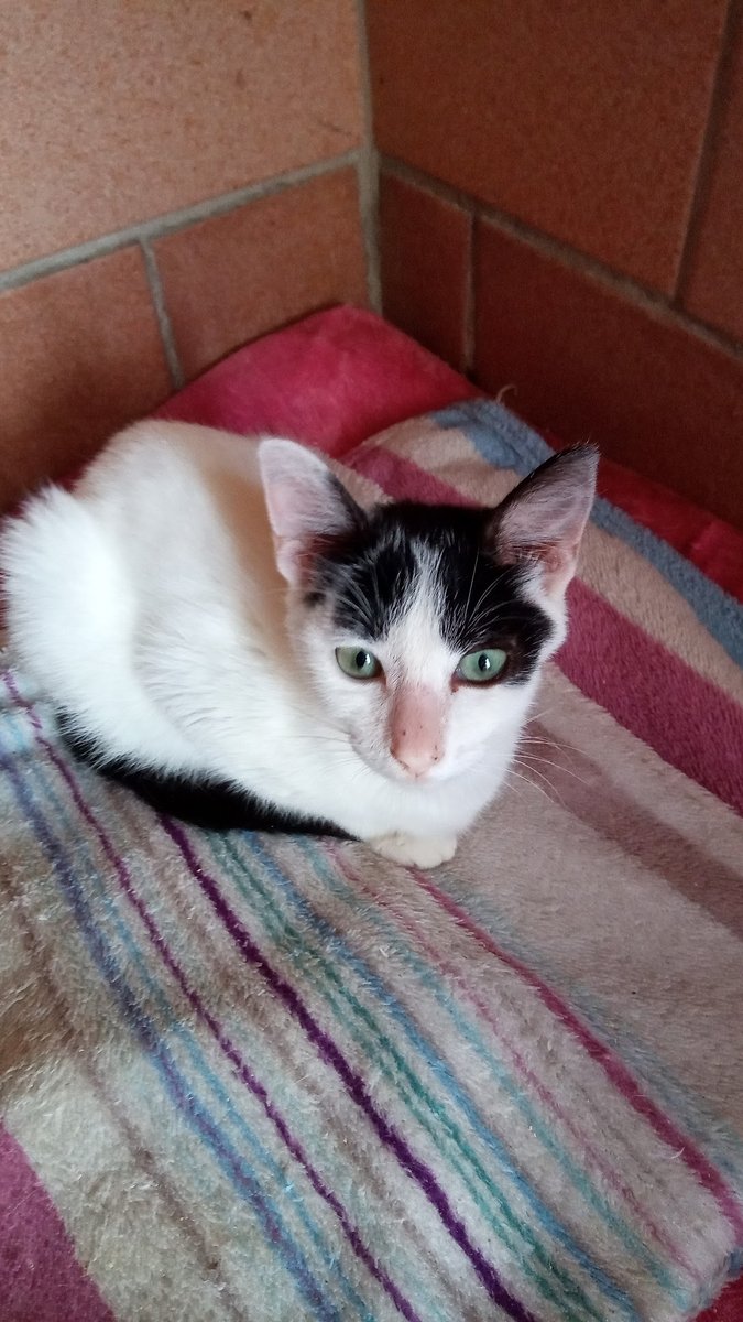 Veterinária João Ribeiro