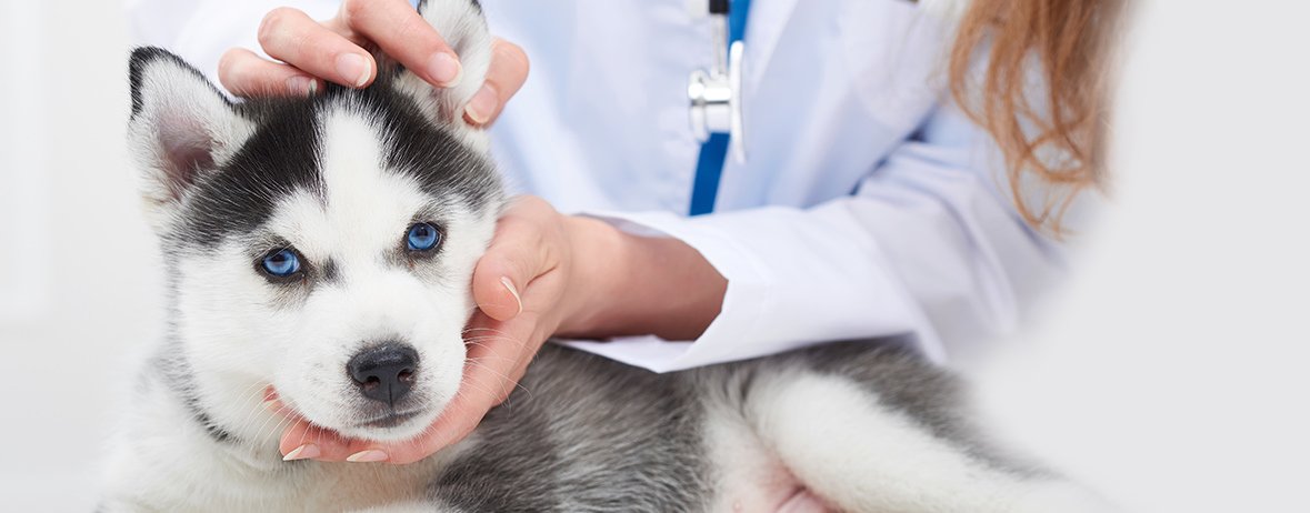 Helpets clínica veterinária - Pet Shop em Campinas