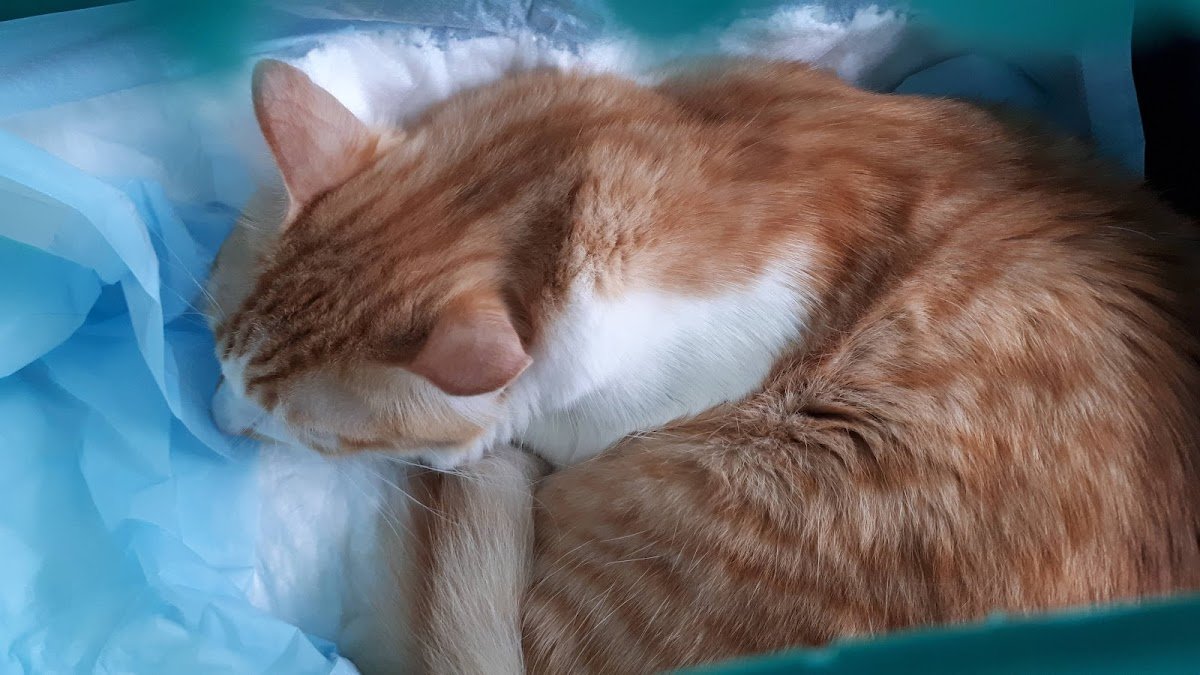 CLÍNICA VETERINÁRIA ANA CARLA PERRI