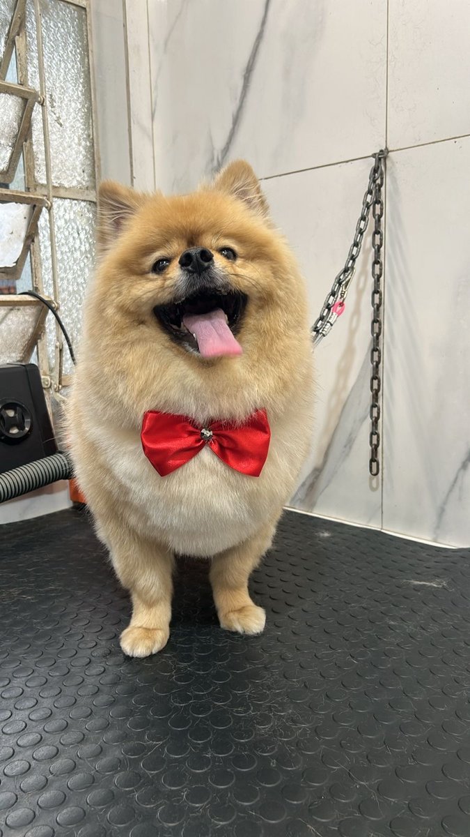 Ilpet Pet Shop Ipiranga