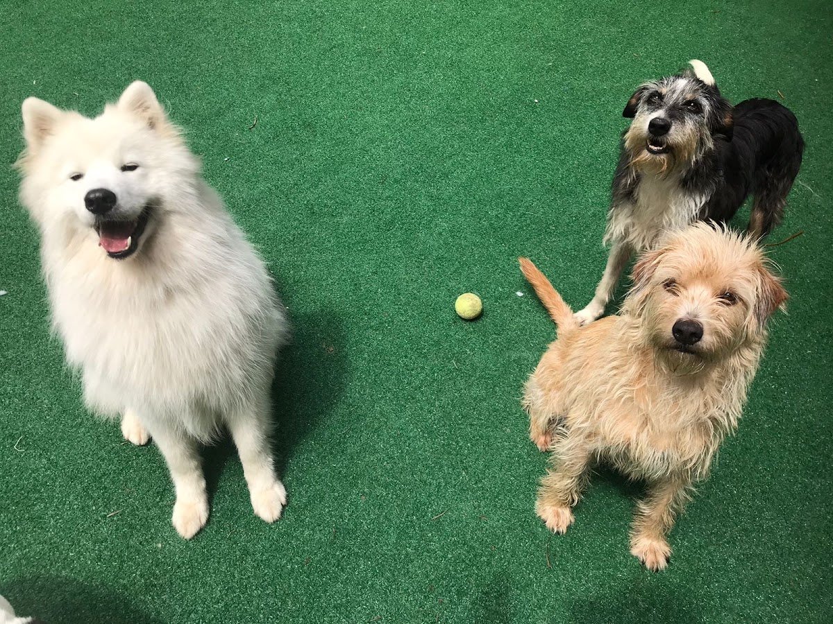 S2 - Home Pet Liberdade