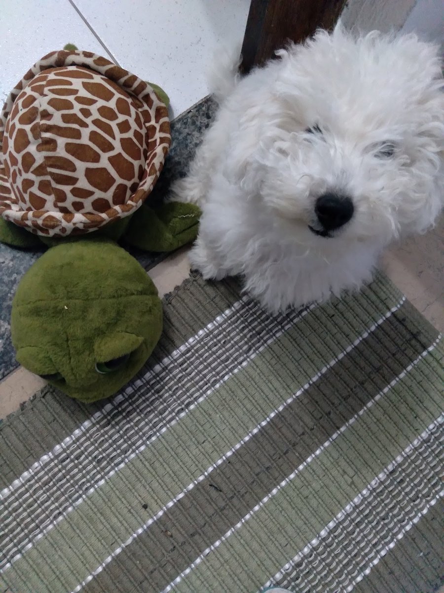 Pet Shop Clinica Veterinaria Banho E Tosa