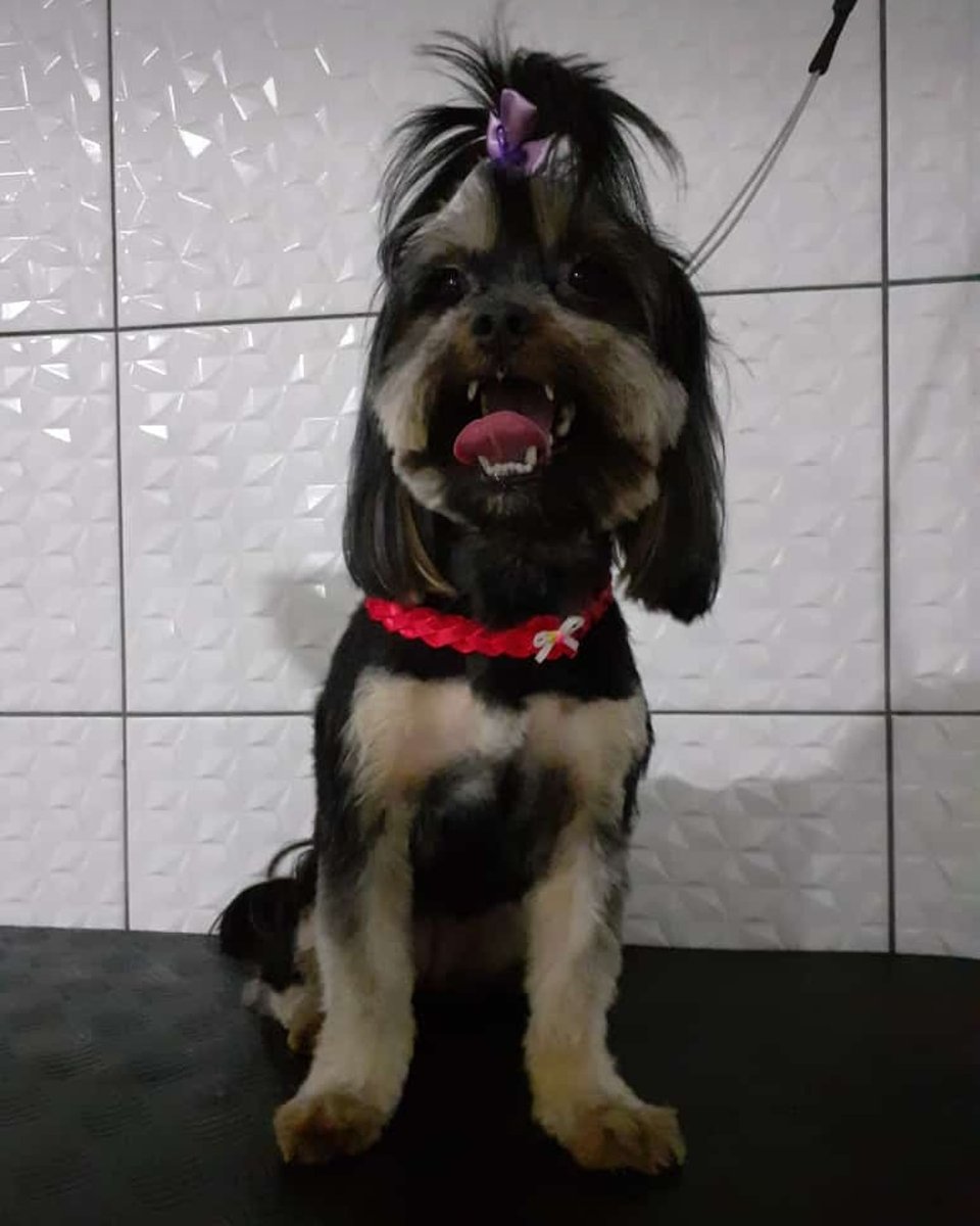 PithPet Banho e Tosa