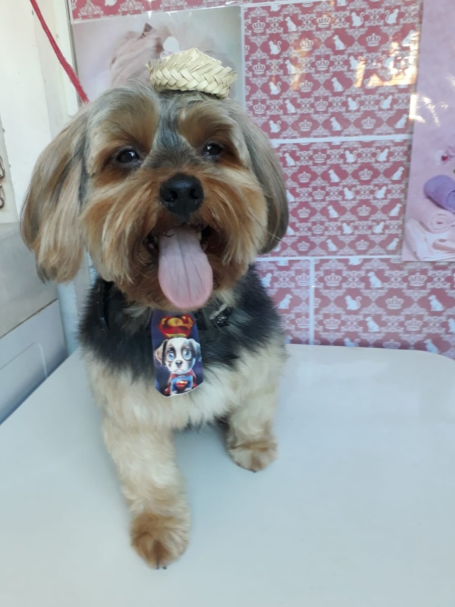 Donna Pet Store 