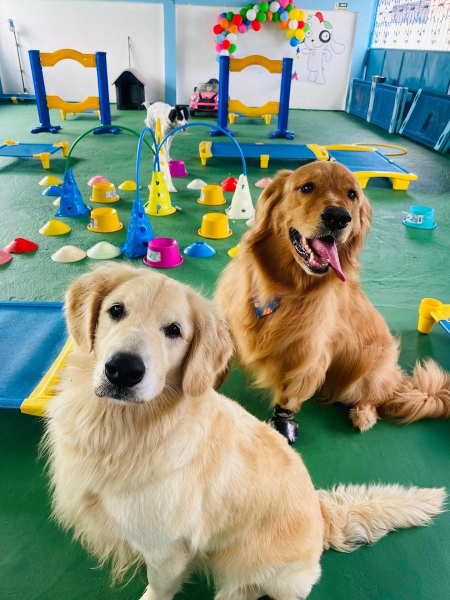 Dog Inn Creche e Hotel