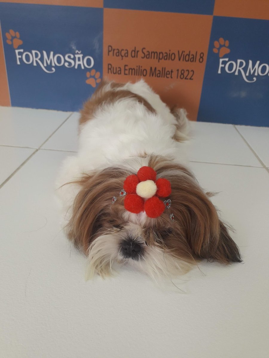 Formosa Dog Pet Shop