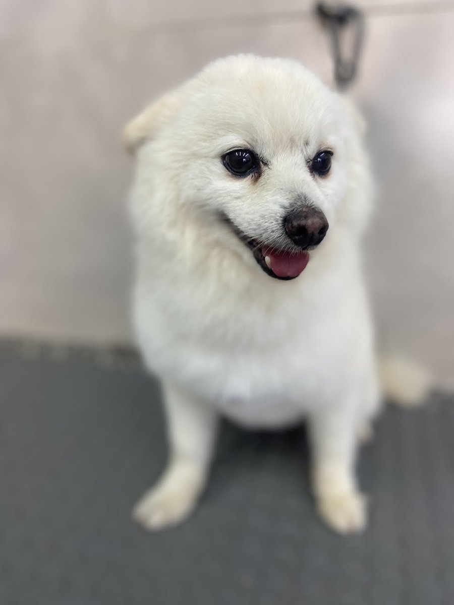 Toca da Vila Pet Shop - Banho e Tosa - Leva e Traz - Alto de Pinheiros