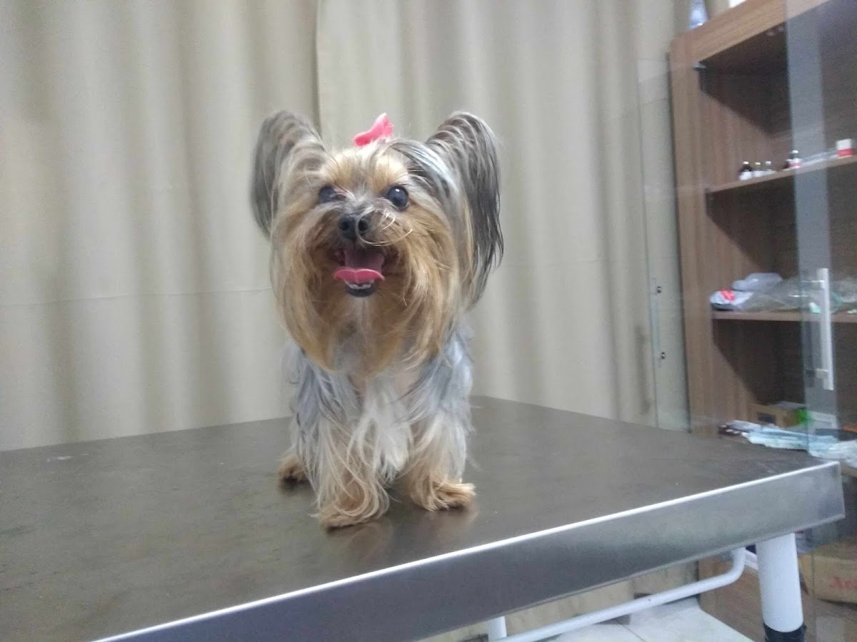 Espaço Veterinário Família Pet - Pet Shop em São Paulo