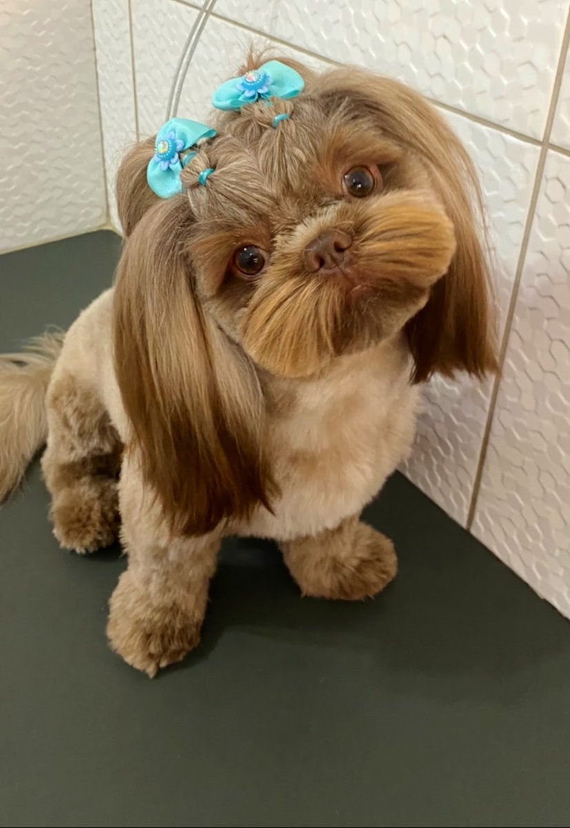 Preguicinha Banho e Tosa