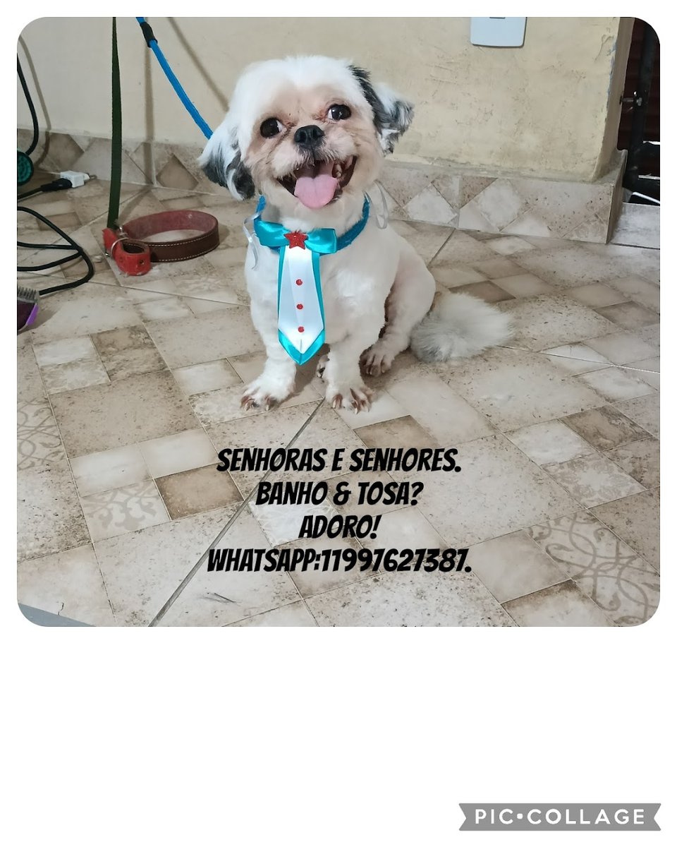 Pet shop Banho & Tosa Brasilândia.