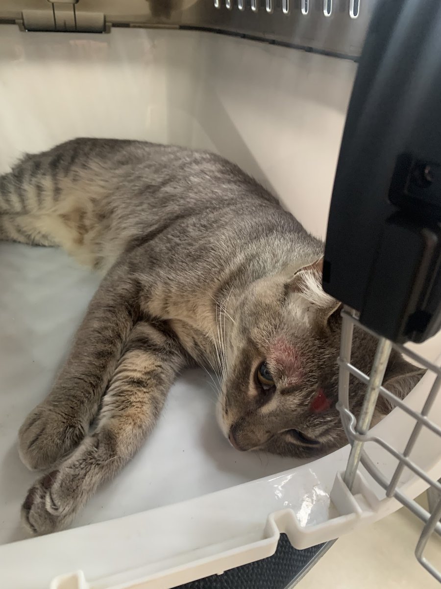 Anima Pet Clínica Veterinária & Banho e Tosa