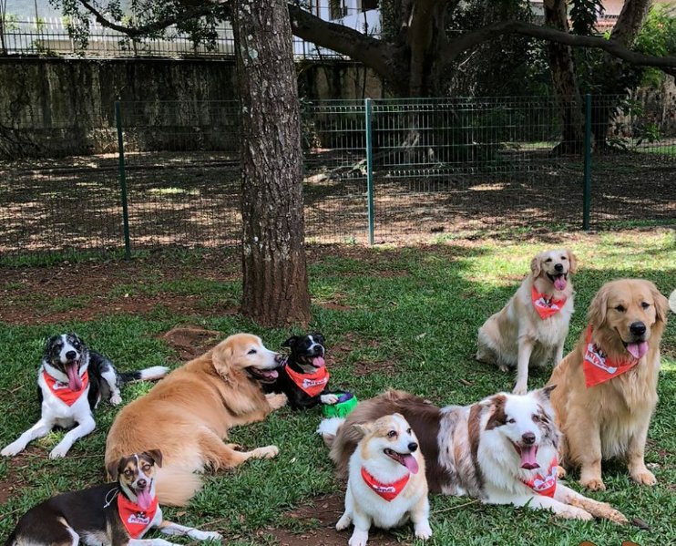 Pet Play - Creche , Hotel , Banho, Tosa , Veterinário e Natação no Campo Belo