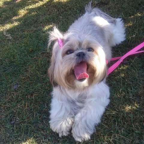 Casa Du Pet - Pet Shop em Campo Limpo Paulista