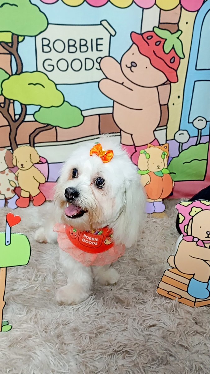 Banho e tosa BUBU LALÁ