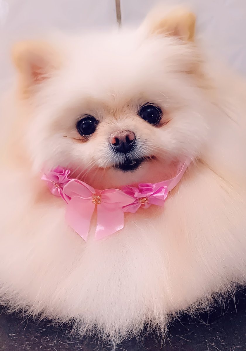 Pet Shop Shangri - Lá