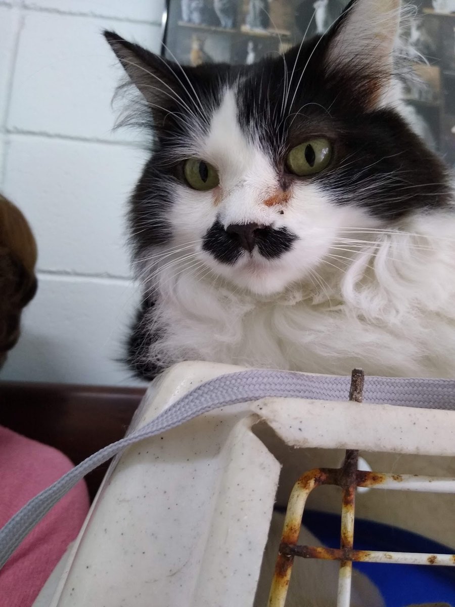 Clínica Veterinária Patas e Garras