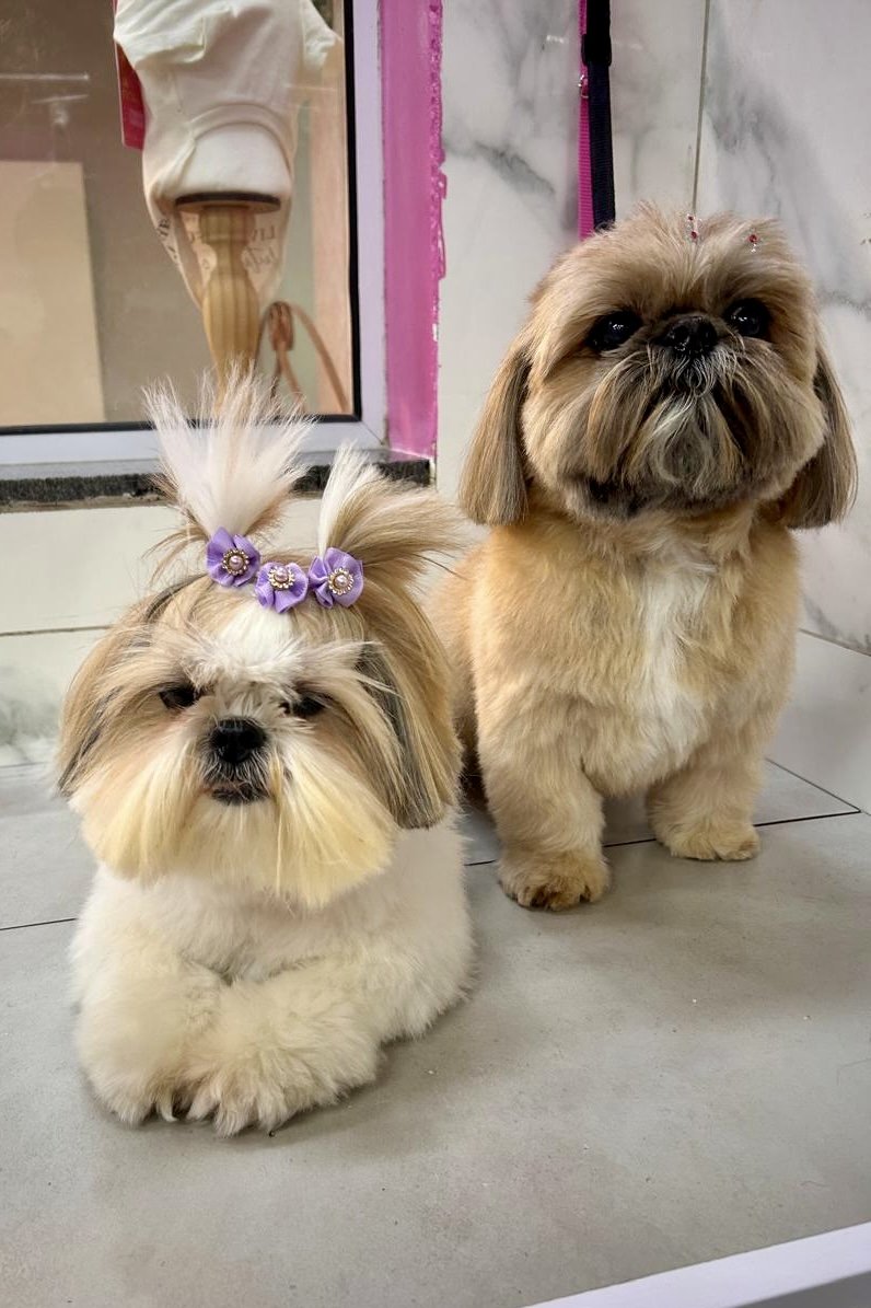 Stravaganza Spa Pet, Day Care & Hotel